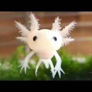Axolotl Salamander Facts - Cute Pet With A Derpy Smile