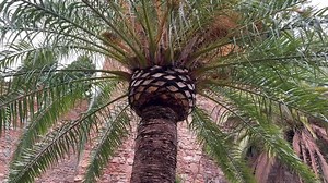 Palm Tree plant Arecaceae family of perennial, flowering plants