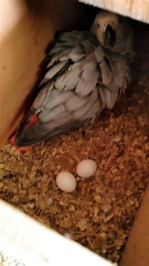African Grey Breeding Pair, #AfricanGreyParrot#GreyParrot #AfricanGreyParrotBreedingTips#Birds