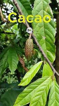 CACAO: Discover its Origin and Meanings.