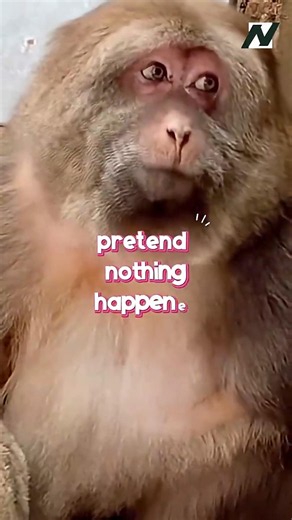 Xing Xing's Sneaky Snack Mission 😂🐵🐱 #xingxing #cuteanimals #shorts