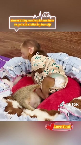 Smart Baby Monkey Uses Toilet Independently