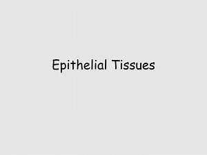 Epithelial Tissues - SlideServe