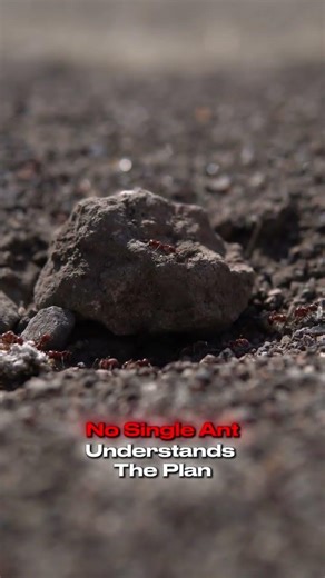How Ants Solve Problems Without a Brain