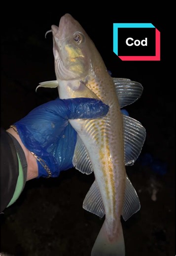 Codling & Whiting #cod #fishing #whiting #seafishing #ireland