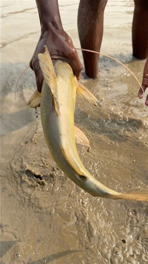 Village Amazing big fishing by hand #fishing #bigfish #shorts