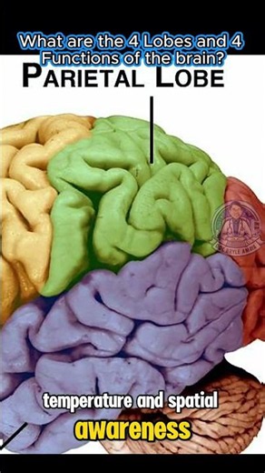 The 4 Lobes of Your Brain: What Each Part Actually Does! 🧠✨