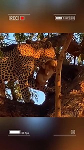 A bold leopard hunted a lion cub, faced retribution from the lion pride. #wildanimals #animals #foryou.hd | Top Wild Animals