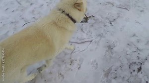 SLOW MOTION - White husky dog plays with broken branches and dog toys in the snow. Slowed down to half speed.