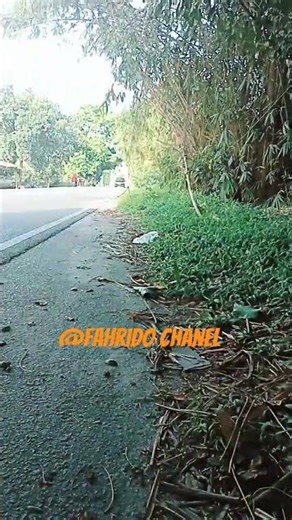 Dua unit mobil container vs Fuso Box lagi Konfoy #automobil #jalanyangjauhjanganlupapulang