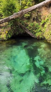 Such a powerful Spring 💪 | Florida Panhandle Springs and Fossils