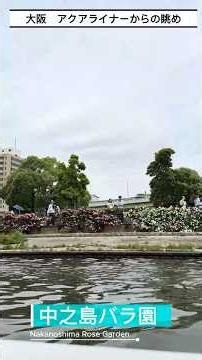 中之島バラ園を大阪アクアライナーから眺めましたNakanoshima Rose Garden