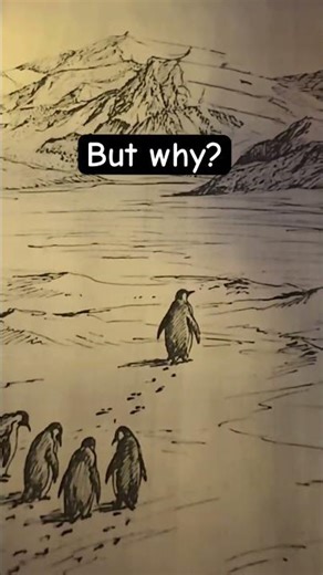 THE PENGUIN STORY🐧 This "nihilist" penguin has become a symbol of the Absurd. #penguin #fyp