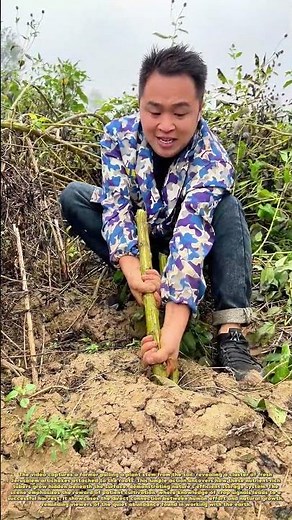 Harvest Secrets: The Surprising Treasure Hidden in Plain Dirt