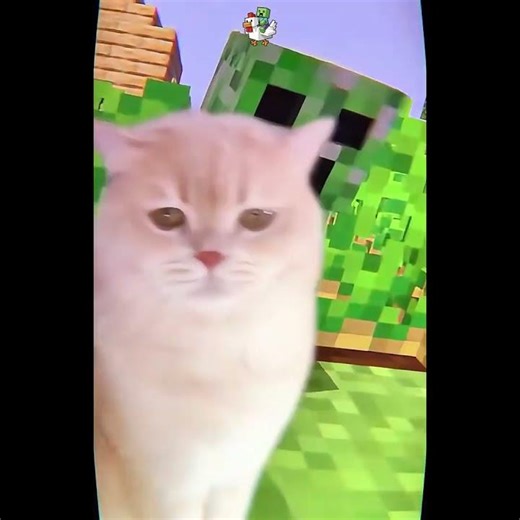 ☠️ cat & minecraf ☠️ #minecraft #notch #minecraftanimation #steve #alex #cat #cute