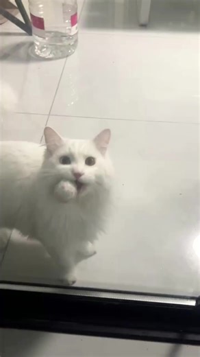 Cute Cat Meows Compilation | Relaxing & Lovely #catmeow #cutecat #catasmr #whitecatsoftiktok #heterochromiacat