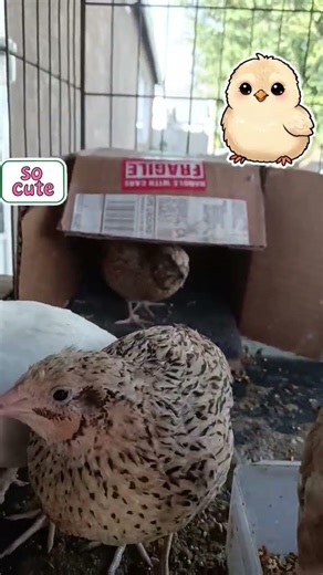 cute quails
