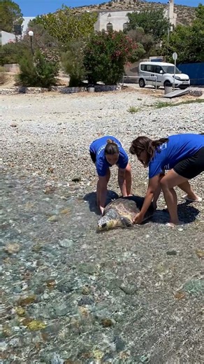 76K views · 1.4K reactions | ‘Dalma’ the Loggerhead sea turtle was...