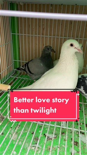 Racing Pigeons: From Pairing to Racing