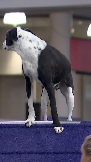 1.1M views · 24K reactions | Gable was ready for his close up at the Masters Agility Championship. | Westminster Kennel Club Dog Show | Facebook