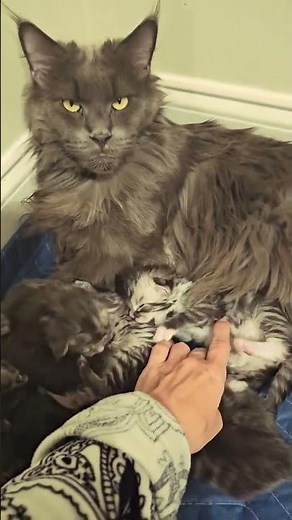 Meow TV — Mini-cats on air 🐱⚡️#kittens #funny #coolcats