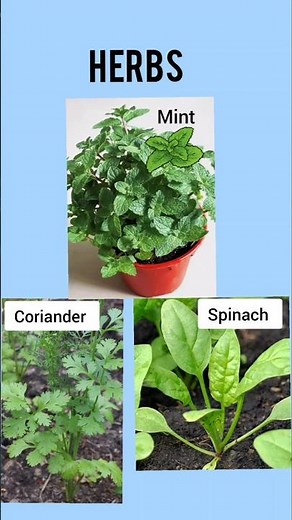 What are Herbs Shrubs and Trees |Difference between Herbs Shrubs and Trees #scientificterms #shorts