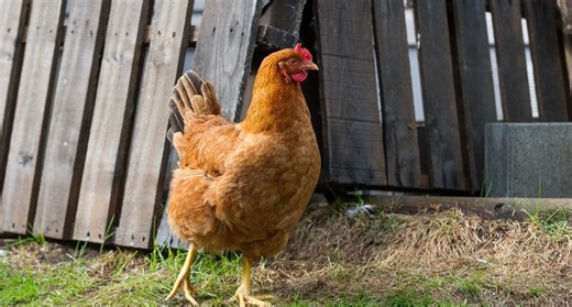 Welsummer Chicken Hens Lay Large, Rich, Terra Cota-Colored Eggs
