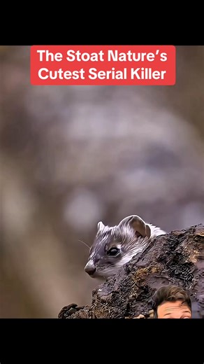 The #stoat Nature’s Cutest Serial Killer #animals #wildlife | Debate diggest