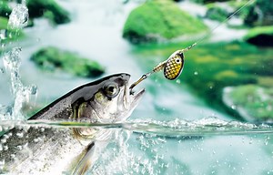 Spinnfischen für Anfänger - Technik und Montage | Angel-Wissen.de