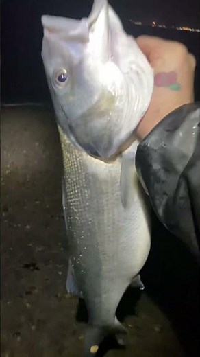 Releasing A 7lb 3oz Bass!