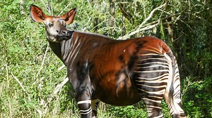 Endangered okapi 'Asili' at Audubon Nature Institute is pregnant with second calf, due later this year