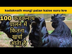 100 कडकनाथ पालने में कितना खर्चा आता है | kadaknath chicken farming |