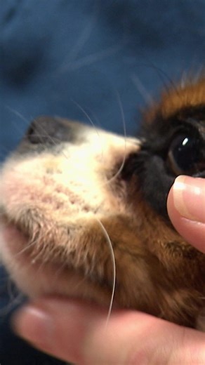 554K views · 7.5K reactions | Making a dog vomit underwear to avoid emergency surgery! | Bondi Vet | Facebook