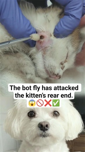 The bot fly has attacked the kitten rear end.#Kitten #AnimalRescue #VetCare #PetLove #AnimalHealing