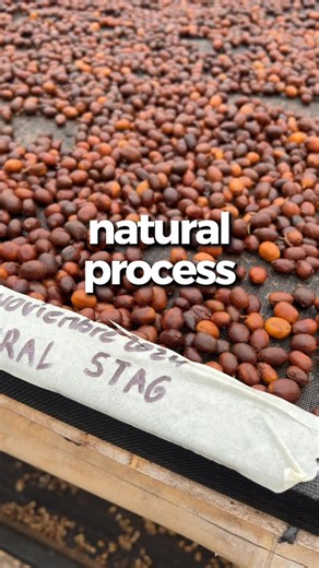 Colombian Coffee Hunter | Specialty Coffee Green Beans | Natural process: fermentation inside the fruit In the natural process, the coffee cherry dries completely with the fruit intact, which... | Instagram