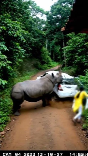 Rare CCTV Footage of Rhino Aggressive Behavior 😱