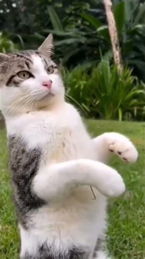 ✅ “YAY YAY YAY!”✅ “DANCE WITH ME!”✅ “KIDS DANCE SONG” #Shorts #YoutubeKids #KidsContent