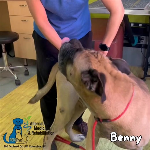 • Dr. Katie Newton (PETSinc pet chiropractor) is giving BENNY (5yo M bullmastiff) an adjustment on his back hips. (803-739-9333 for appts). This big ole gentle giant was surrendered to PETSinc because his owner had a change in lifestyle. Benny's a lovebug with people and other dogs. 803-739-9333 for more info or to meet Benny. Dog Adoption Application at https://bit.ly/AdoptionApplicationDogs | PETSinc
