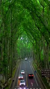 65K views · 6.4K reactions | Stunning view！ Huge sycamore tree along the road in Nanjing, China Video by tangtang #重慶 #Chongqing #China #sycamore #trees | iChongqing | Facebook