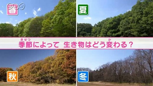 季節によって生き物は？ | NHK for School