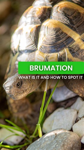 Understanding Brumation in Reptiles