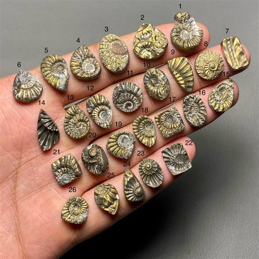 Pyritized Ammonite Fossil A One Quality Ammonite Shell Loose Gemstone for Making Jewelry SF-1810 - Etsy