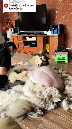 PET ROYAL trên TikTok