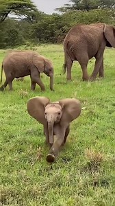 Little Jumbo Joy! 🐘💨 Watch this adorable baby elephant calf burst with playful energy, ears flapping as it charges! In the heart of the wild, joy isn't just seen—it's felt in every delightful stride. Dust kicks up, tiny legs churn, and pure exuberance takes center stage. 📍 Filmed in the vast plains of Africa—where nature reveals its most endearing moments. 🎥 Credit: Unknown Please DM for credit or removal 🌍 Witness the wild. 🗓️ Plan your 2025 safari today. 📍 Filmed in the vast plains of A