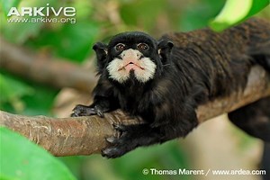 Moustached tamarin - Alchetron, The Free Social Encyclopedia