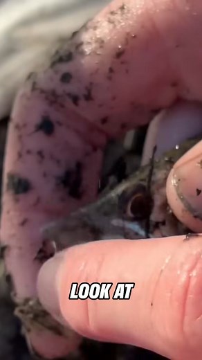 INSANE Fish Bites! | Bass Fishing Productions