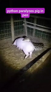 python paralyzes pig in pen | Hazrul Azhar