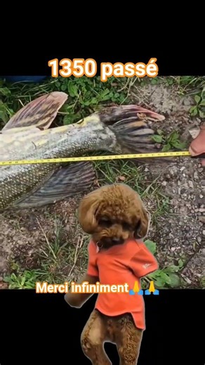 #nature #fishing #pêche #poisson #pike #dance #funny #humor #humour #comedy #music #drôle