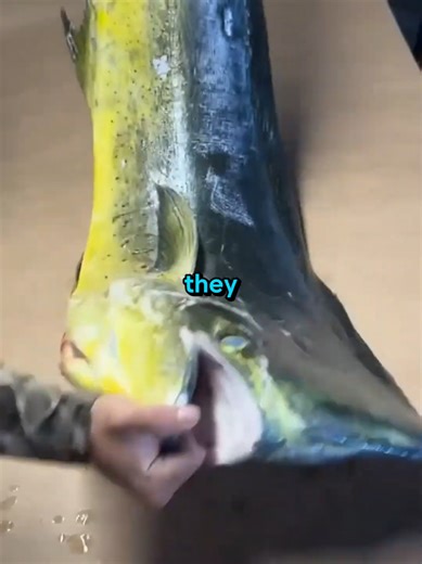 Ancient Fishing Techniques in Japan Explained