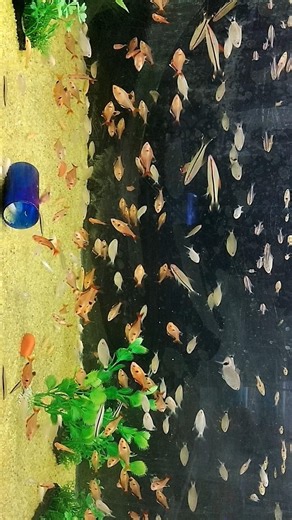 Harlequin rasbora #ytshorts #shortsfeed #foryou #shorts #viral #viralshorts #youtubeshorts #youtube